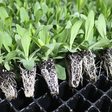 洋桔梗花苗重瓣高杆大花四季开花阳台庭院小苗耐寒耐热易成活