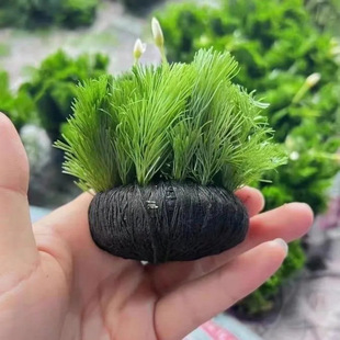 Green Chrysanthemum Grass Oxygenated Lazy Spherical Water Grass, a Complete Set of Betta Fish Tank Landscaping Without Bottom Sand to Purify Water Quality