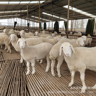 ���ۻ��wСβ�������Ų��d��С���̑��� �N���Bֳ��