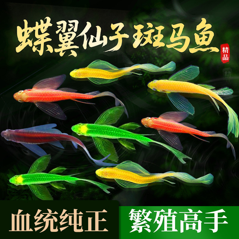 斑马鱼热带淡水观赏鱼爆缸小鱼苗蝶翼红绿灯孔雀好养小型活体宠物