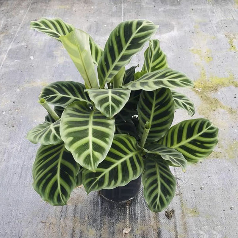 [작은 화분에 대한 추가 링크] 벨벳 친칠라(플라스틱 화분에 심으면 배송이 용이함)