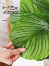 青苹竹芋栽水培植物北1725567欧风客厅办绿公室内桌面果四季好盆