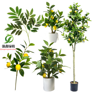 ���晎���~ �����ә��ʘ�֦�辰 �G�~���Ԕ[�� �پGֲ���ʹ�