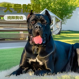 批发定制卡斯罗大型防爆犬宠物活体狗狗护卫犬狩猎犬猛犬纯种犬