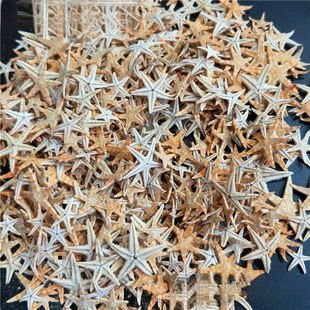 Factory direct natural starfish conch shell flat star bread star 1-11cm photo frame candle micro landscape