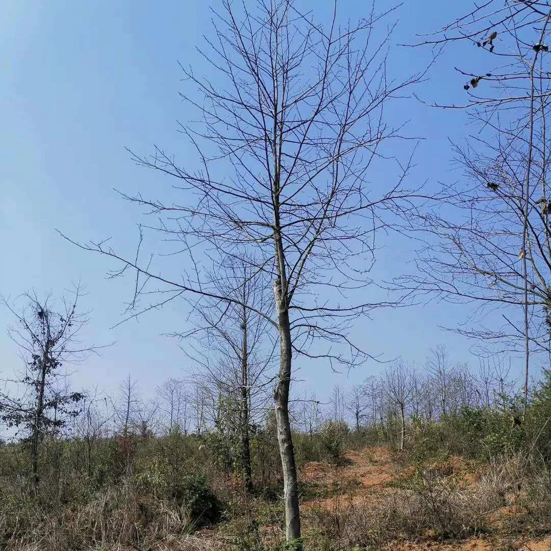 Саженцы Liquidambar, Саженцы Liquidambar Jiujiang, Деревья Liquidambar, Liquidambar 3cm Liquidambar 5cm Liquidambar 10cm Liquidambar