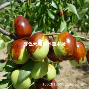 �޽���������ۗ��������88�t�����Ϸ������Nֲ������䮔��Y��