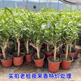 夜来香盆栽树苗 庭院阳台四季开花绿植花卉 净化空气驱蚊香草植物