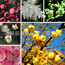 腊梅榆叶梅种子重瓣榆叶鸾枝绿化林木苗木树小桃红种子梅花种子