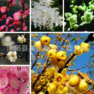 �D÷���~÷�N���ذ����~�[֦�G����ľ��ľ��С�Ҽt�N��÷���N��