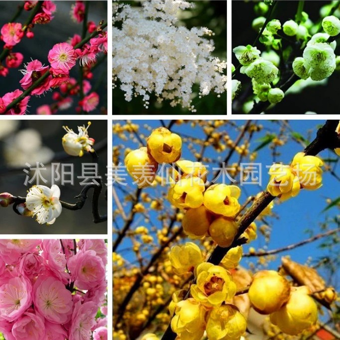腊梅榆叶梅种子重瓣榆叶鸾枝绿化林木苗木树小桃红种子梅花种子