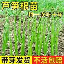 芦笋根苗现挖新芦笋苗四季种植蔬菜苗食用盆栽芦笋种籽田园秧苗
