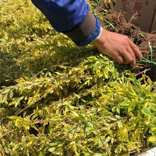 基地批发彩叶苗木 金叶连翘苗 花叶连翘工程苗 金边假连翘色块苗