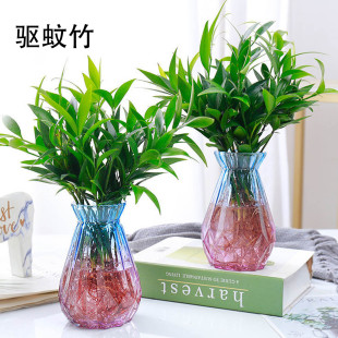 Hydroponic Vase Mosquito Repellent Bamboo and Cypress Water-Grown Plants Indoor Living Room Desktop Green Plant Potted Balcony Florals Evergreen All Year Round