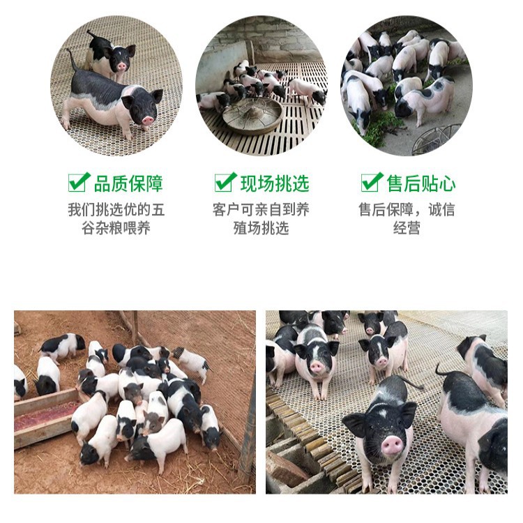 conew_巴马香猪详情页_02.jpg