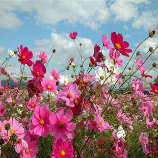 Wholesale Flower Seeds, Cosmos Seeds, Gesanghua Eight-Petal Plum Blossom Sea, Complete Greening and Slope Protection, Large Quantity and Excellent Quality