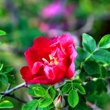 ��õ�N��|��ɽ��õ�����в�șֲ���õ���ͥ���܈@ˇ�������l