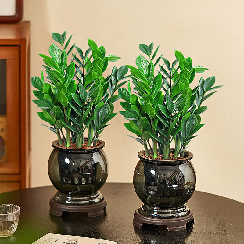 Hydroponic Money Tree Potted Plant for Indoor Living Room, Green Plant for Office Desk, Air Purifying Plant, Easy to Care for All Year Round