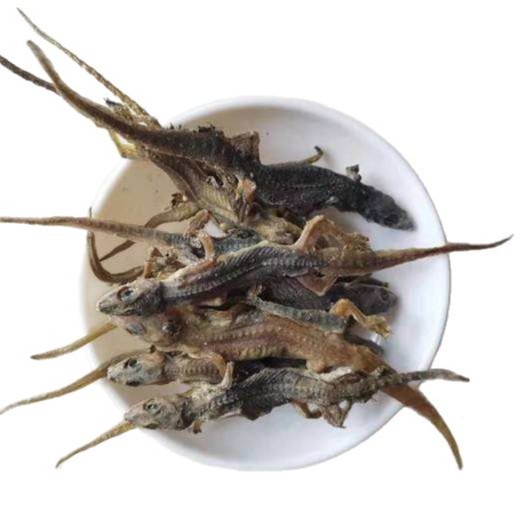 Tian Long Dried Gecko Whole Herb 500g Traditional Chinese Herbal Material in use