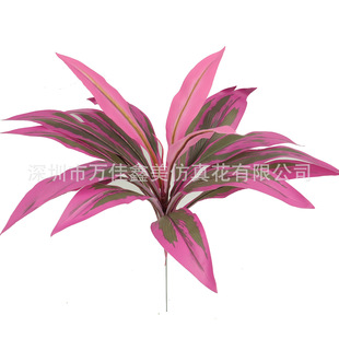 ����Gֲ�tɫ�~ �����콶�~ 18�^����ľ��Ѫ��Ҿ�ͥԺ�b��滨