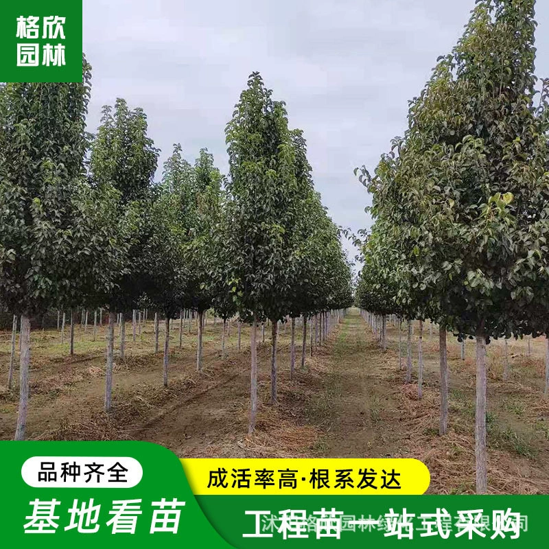 Красочный лист фасоли груши большая база для рассады оптом дорога озеленение защиты дерево лиственное дерево Яблоко Груша дикая груша дерево