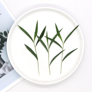 Ma Tang branch leaves plant specimens dried flowers embossed creative drop glue bookmark photo frame dried leaves diy handmade materials