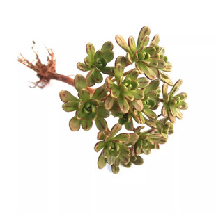 Succulent Plant Villain Sacrifice Japanese Komatsu Succulent Explosive Pot Group Multi-Headed Cute Succulent Creative Florals and Green Plants