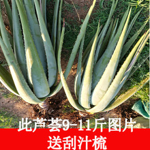 ����Ժ�������J�C���ݵ��ù��w�aˮ�{��ţ�����Զ���ֲ��