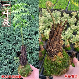盆栽;兰科植物;竹类植物
