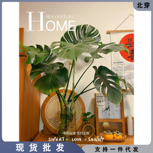 客厅室内旺宅绿植龟背竹~水培龟背竹植物办公室室内~吸除甲醛净化