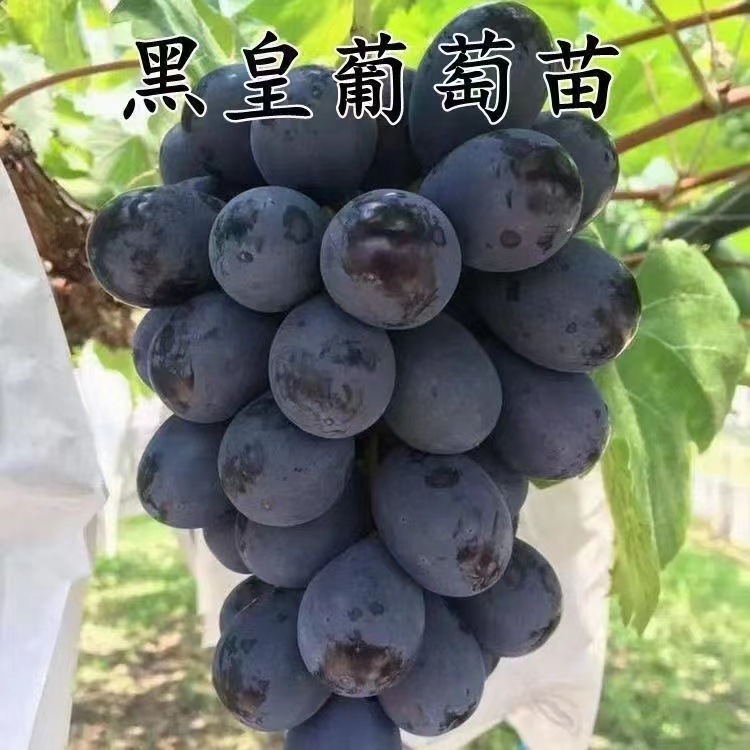 自然无核黑皇葡萄苗嫁接黑皇苗圃直供山东葡萄苗一级苗