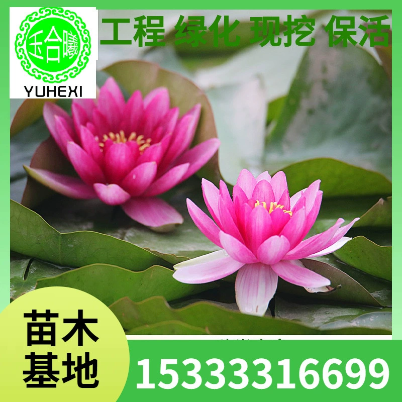Водные растения, водяные лилии и цветы лотоса, очищающие воздух комнатные и уличные цветы в горшках, чаша лотоса, посадка корней лотоса, посадка в любое время года.