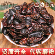中药材批发 金边土元 金边土鳖 土鳖虫 土元 量大价优