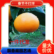 ���ڻʵ۸̘���V���������������Ƥ��۹���ؕ���Ϸ�ˮ��������