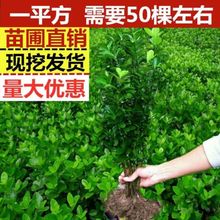 冬青树苗四季常青工程苗耐寒南方种植围墙篱笆庭院室外冬青苗