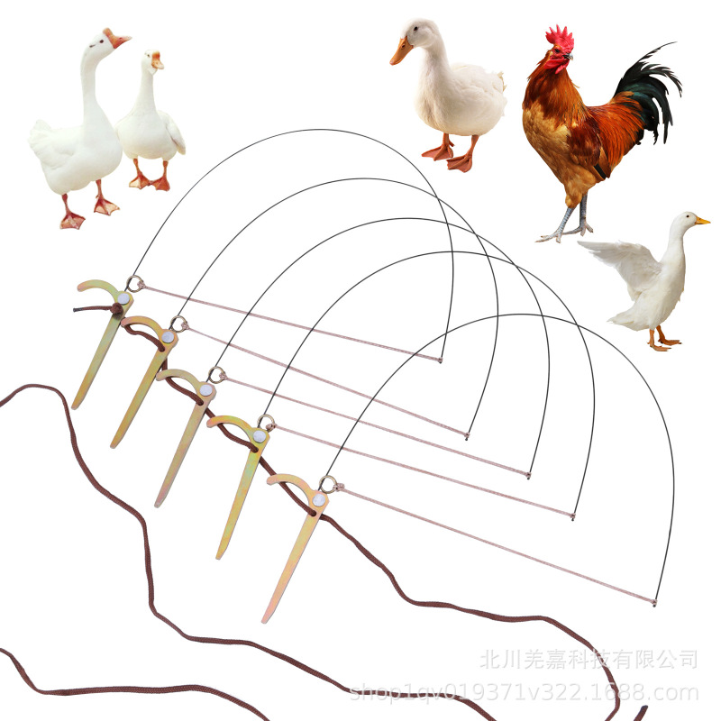 鶏、キジ、アヒル、ウズラ、その他の鳥の足を傷つけずに鳥を縛ります。|undefined