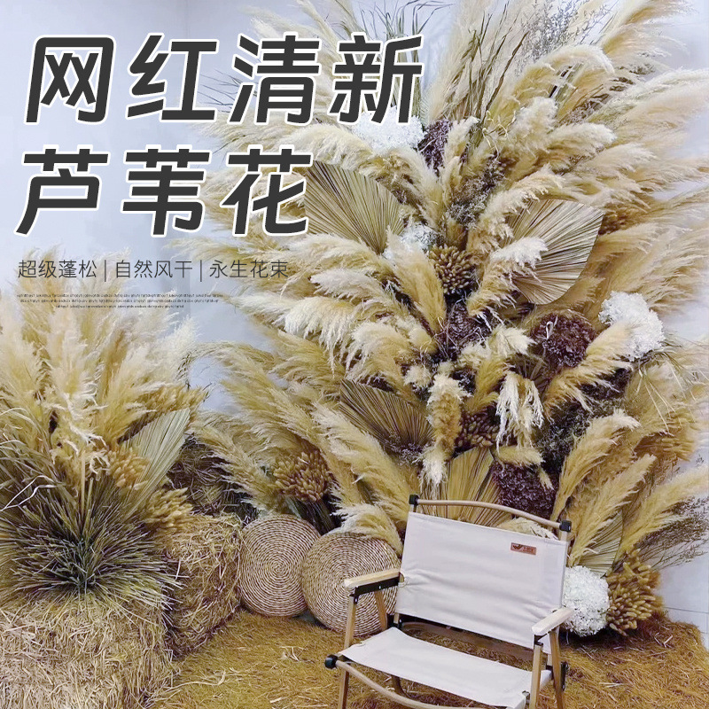 网红芦苇干花花束天然蒲苇客厅摆件超大婚庆拍照装饰仿真永生花|undefined