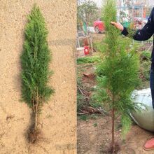 Ȱ~ļͥԺGֲؘؘȂȰؘGľؘl