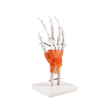 手骨模型 医学教学手骨模型教具 美术绘画手骨骨骼模型 真人手骨