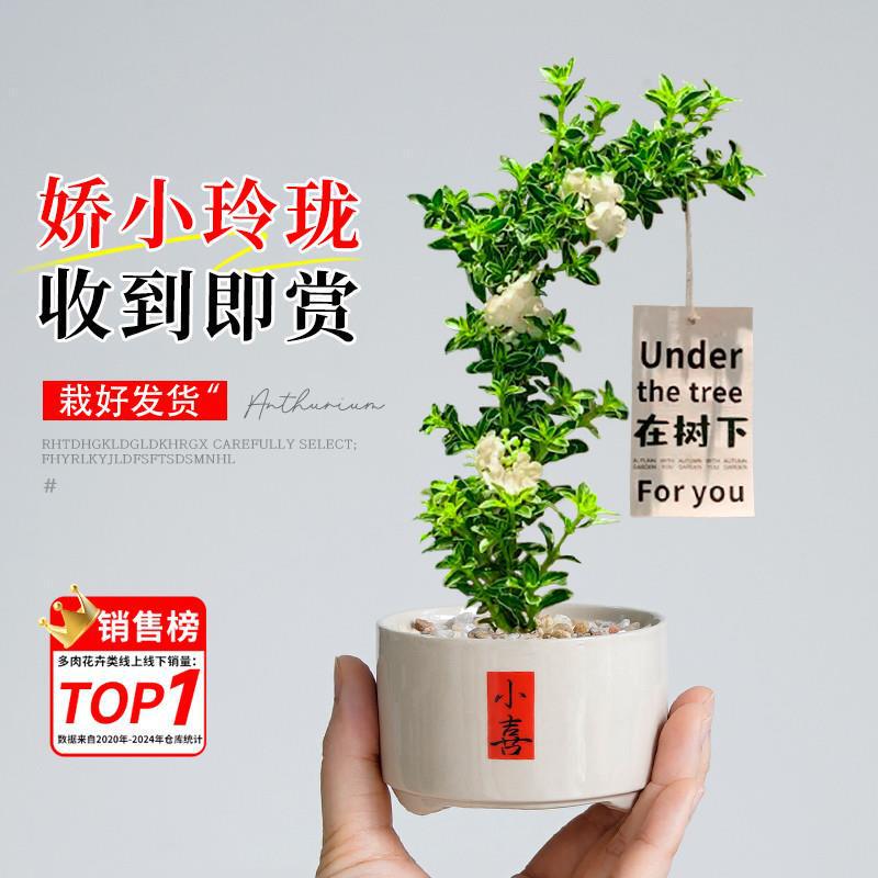 六月雪盆栽、古い植え、小さな鉢植え、八重緑植物、高品質の形の花、オフィスのデスクトップ装飾|undefined