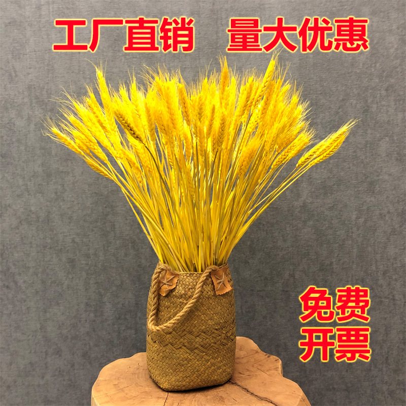 Golden Wheat Natural Ear of Wheat Dried Flowers Bouquet Opening Flower Basket Decoration Barley Decoration Photo Props Chinese New Year Decoration