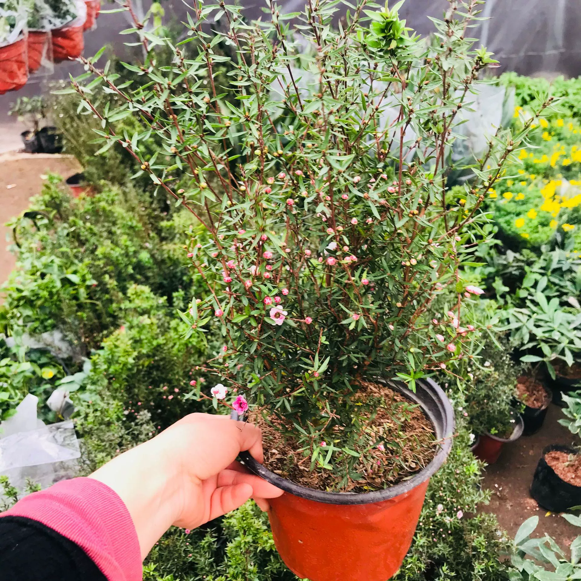 Сосна Красная слива горшечные растения с бутонами Four Seasons цветение морозостойкий балкон гостиная хорошие горшечные растения двор зеленая посадка сосна Красная слива