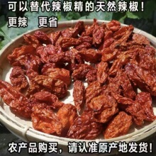 印度椒德宏涮涮辣1斤商用变态辣龙息辣椒卡罗纳死神特辣魔鬼辣