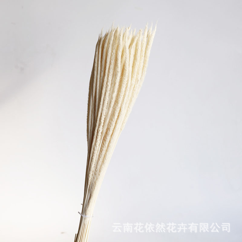 Flor seca Flor eterna Gypsophila Bola de oro No me olvides Flor seca Rosa hoja de eucalipto Pine Fruit Lover Grass al por mayor