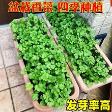 ���l�ļ��߲˷N�Ӵ�ȫ�҃����̨ͥԺ���N������˲�ݮ�����˷N��