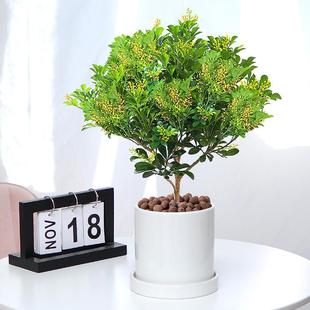 Milan Flower Potted Flower Plants Indoor Flower Balcony Courtyard Blooms in All Seasons Purifies the Air and Is Good for Growing Saplings and Green Plants
