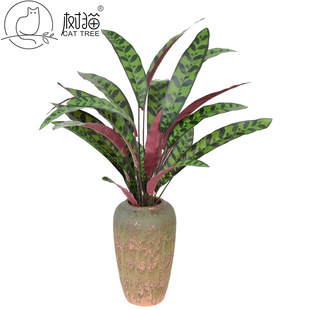 ���~��̖�����Pβ�� 70cm��ȸ�ʾGֲ�������ٻ��bG�~�����쾰