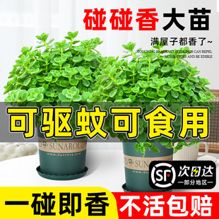 Bonsai Edible Green Plant Mosquito Repellent Plant Refreshing Fragrance Spray Succulent Air Purifying Flower