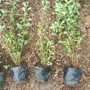 ���K������� ����ֱ�N  ��С�� ���� ë�� �Ԯa���N ������