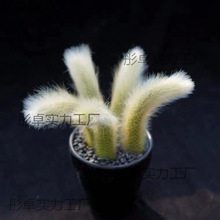 ��β�� ��β�� ����ֲ�� �҃����Ի� �̨�ܻ��Gֲ ֲ���Ϙ�